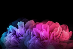 Colorful Flowers Dark Background951169959 300x200 - Colorful Flowers Dark Background - Flowers, Dark, Colorful, Background